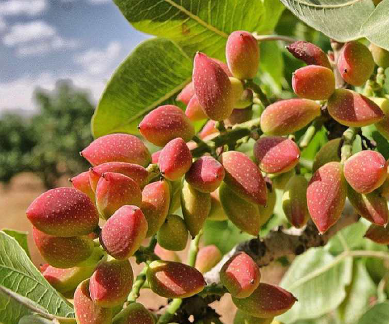 Antep Fıstığı Yerli - Görsel 2