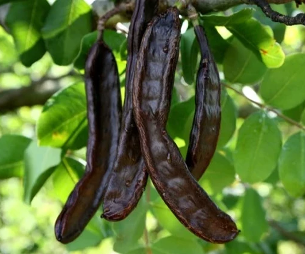 Keçiboynuzu - Görsel 3