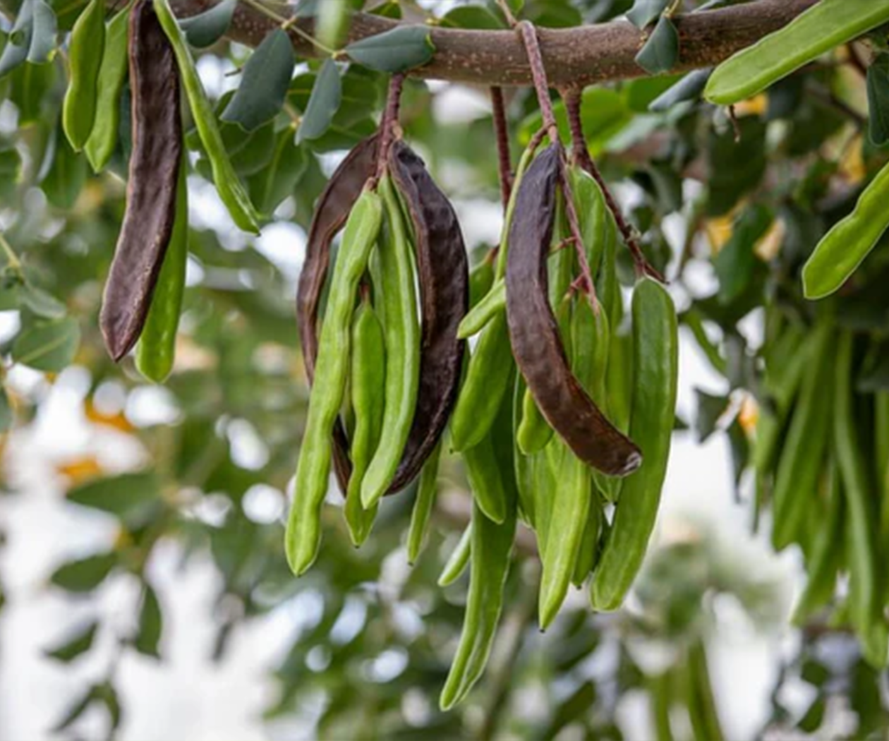 Keçiboynuzu - Görsel 4