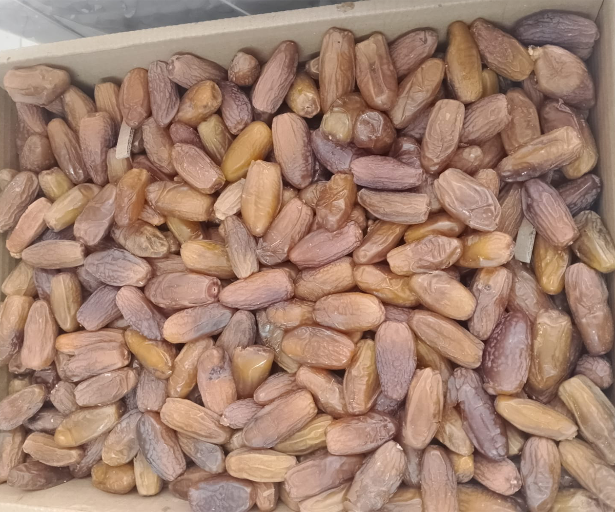 Tunus Hurma - Görsel 3